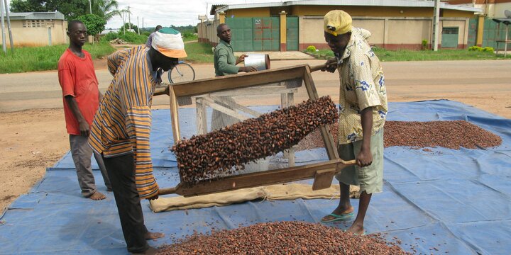 harvesting cocoa beans in Cote D'Ivoire