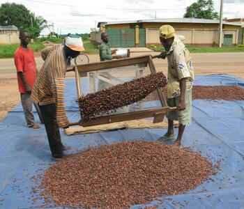 harvesting cocoa beans in Cote D'Ivoire
